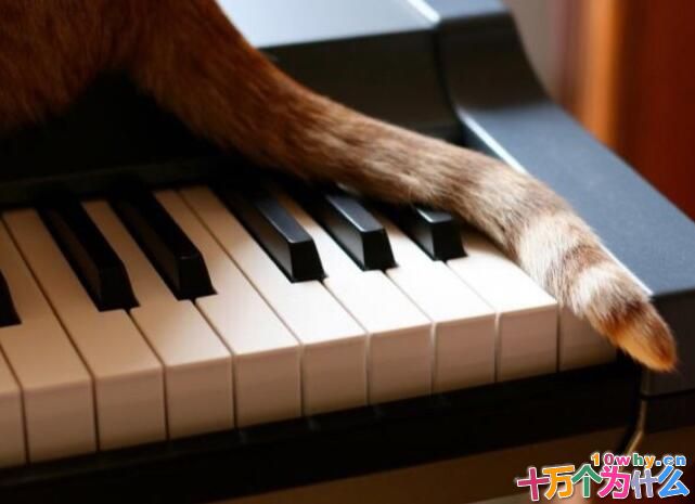 动物为什么要长尾巴