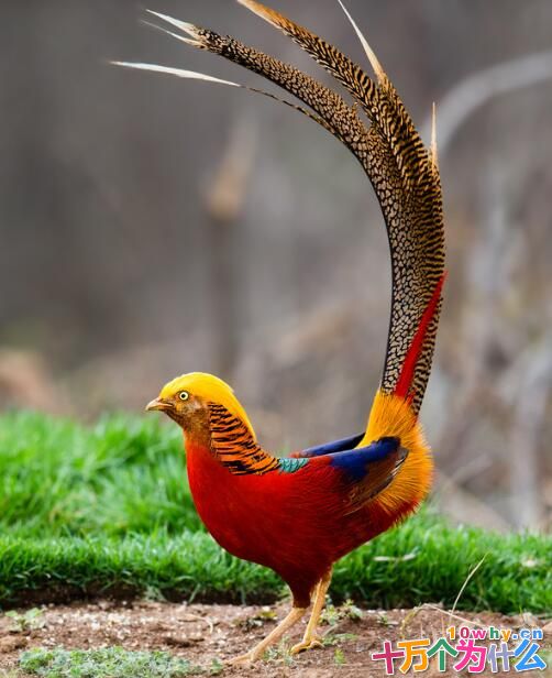 动物为什么要长尾巴