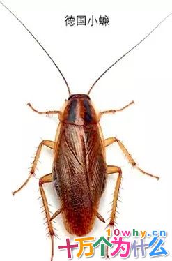 为什么说生物入侵就像是一场没有硝烟的战争