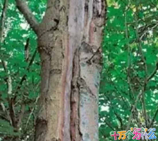 树干被冻裂的树为什么还能活