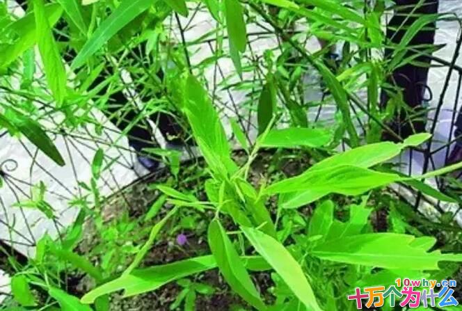 为什么跳舞草爱“翩翩起舞”