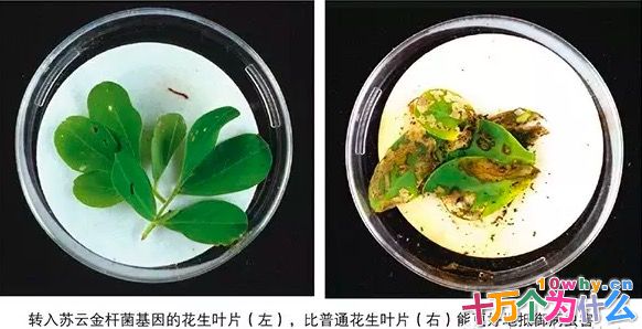 为什么微生物制剂能杀虫