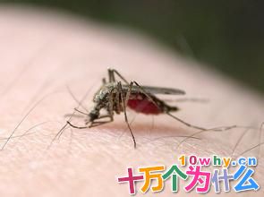 为什么在战争中许多人会被蚊子“咬死”?