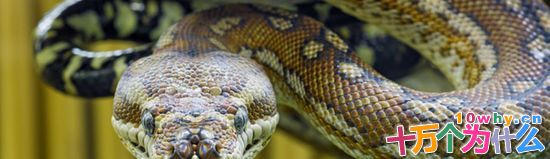 蛇为什么会没有脚？