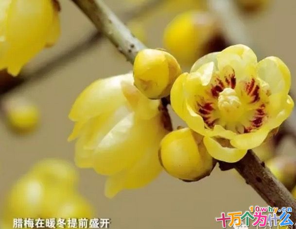 什么是“暖冬”现象