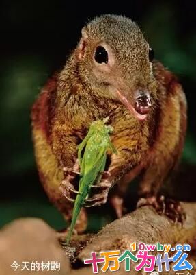 猴子的祖先长什么样