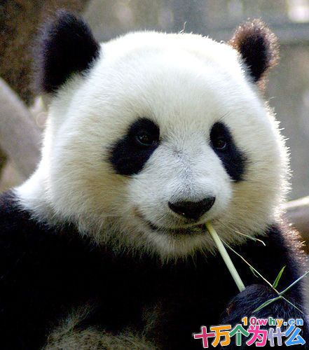 为什么大熊猫和老虎会成为珍稀动物?