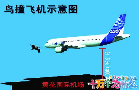 鸟撞飞机