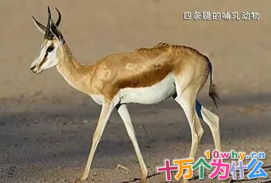 为什么没有三条腿的动物