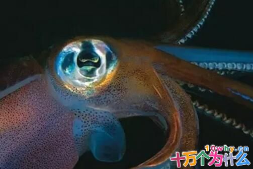 为什么渔民多在晚上钓鱿鱼