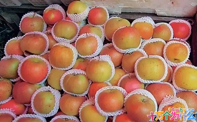 “一个苹果烂，一整筐苹果坏”是一句西方谚语，常用来比喻个别的问题会影响到全局。其实，这个说法并不仅仅是一个比喻，其中也蕴藏着科学的道理。   尚未成熟的水果是“青涩”的，往往硬而不甜。“青”源自其中的叶绿素，“涩”来自其中的单宁，“硬”主要是果胶的贡献，而“不甜”则是因为淀粉还没有转化成糖。等到果实快要成熟的时候，植物体内会产生一种叫作乙烯（CH2＝CH2）的气体。它就像一种“信号”，只要它一出现，水果中的各个部分就像听到了“进攻”的号角，开始行动。一些酶开始分解叶绿素，甚至产生新的色素，于是绿色消失，红、黄等颜色出现，宣告果实逐渐成熟；一些酶开始分解水果中的酸性物质，使水果变得不再那么酸；淀粉酶把淀粉水解成糖，水果变甜了；果胶酶开始对一些果胶进行分解，水果渐渐变软了；还有一些酶把水果中的有机化合物分解成有特定香味的挥发性气体，于是不同的水果就有了不同的诱人香味……   不仅仅是水果自身产生的乙烯分子会启动“成熟机制”，来自外界的乙烯分子也具有同样的作用。如果一个水果坏掉了，它分泌的乙烯量就会大大增加，它周围的水果受到这些乙烯分子的影响，也纷纷启动“成熟机制”，产生更多的乙烯分子。这些乙烯会促发更多水果的“成熟机制”。   水果店里的许多水果都被纸或者泡沫袋包着，这不仅仅是为了好看。就像人体受到外界刺激会产生防御反应，水果“受伤”了也会有所反应，分泌乙烯就是其中的一种。在运输过程中，成箱成筐的水果们难免相互磕磕碰碰，虽然只是“小伤”，但也足以使它们产生更多的乙烯分子，加速成熟和腐烂。就像传染病一样，一个染病了，周围的也都难以幸免。为了避免“坏一个，烂一筐”，人们就将它们包起来以减少受伤和相互影响的概率。   其实，早在中国古代，人们如果采下青涩的梨，会放在密闭的房间里对它们“熏香”。香是用一些植物原料做成的，“熏香”的时候燃烧不完全，产生的烟气中就含有一些乙烯成分。通过这种“催熟”方式，青涩的梨很快就能变得又甜又香了。古代埃及，在无花果结果之后的某一段时间，人们会在果树上划出一些口子。这样做可以让无花果的果实结得更大，成熟更快，其原理是划伤果树会促进乙烯分子的释放。现代科学实验证实，在无花果结果之后的16～22天，如果对果树进行划伤处理，1小时之内乙烯产生的速度会增加50倍。在接下来的三天内，果实的直径和重量会分别增加2倍和3倍。在中国农村，核桃结果之后人们也经常在树上砍出伤痕，亦是同样的道理。