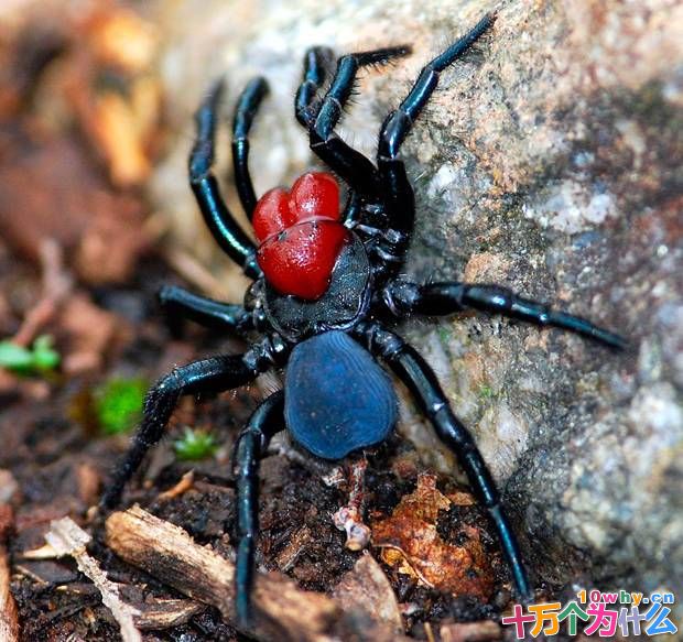 为什么有些动物有毒