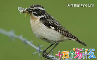 为什么没有三条腿的动物