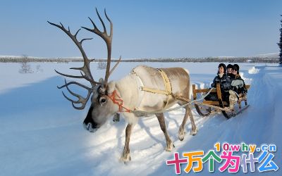 为什么圣诞老人用驯鹿拉礼物