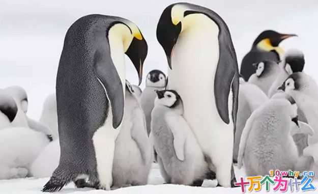 北极为什么没有企鹅