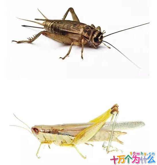 蟋蟀为什么爱打架