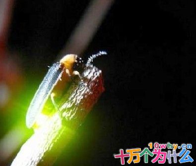 萤火虫为什么会发光