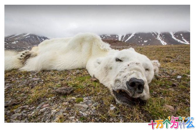 为什么北极熊会噬食同类