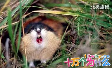 为什么大熊猫和老虎会成为珍稀动物