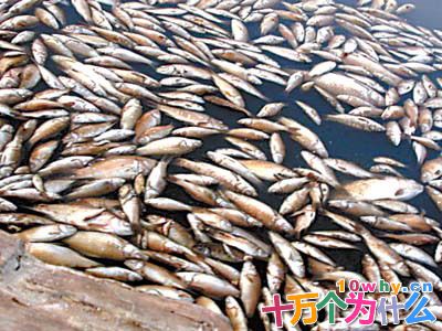 为什么鱼死后会“翻白肚”