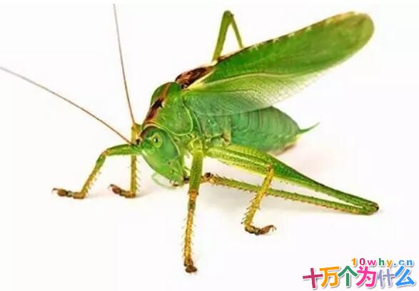 蝈蝈为什么要不停地“唱歌”