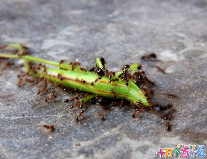 蚂蚁为什么总是很忙碌