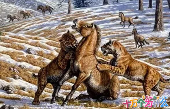 剑齿虎是如何捕食猎物的