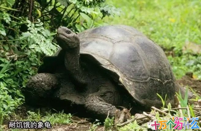 动物中谁的忍饥挨饿能力强
