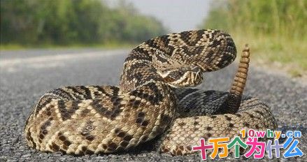 响尾蛇为什么要摇尾巴