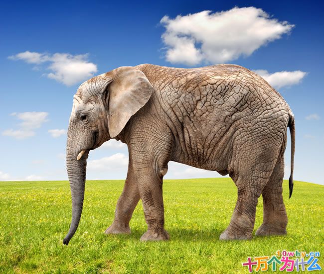 为什么要保护大象