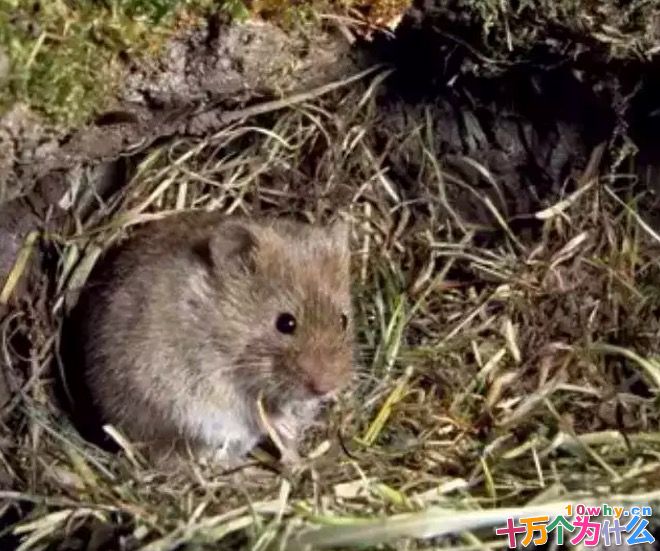 老鼠为什么要囤粮