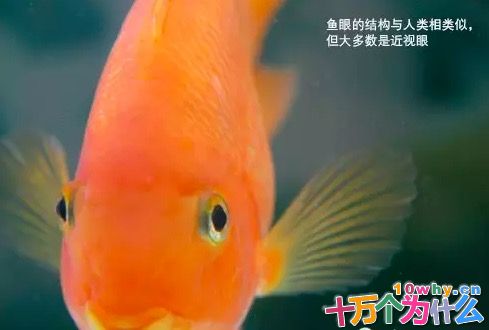 鱼类的眼神就比较差了