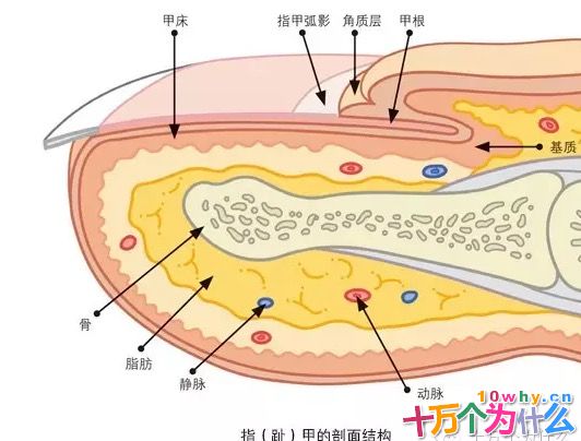 为什么指(趾)甲生长有快慢