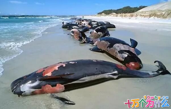 鲸鱼为什么会“自杀”