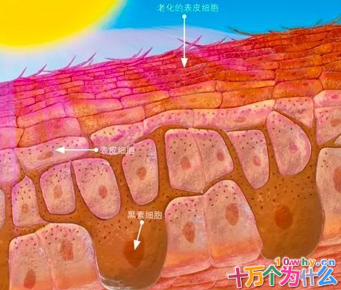 为什么过度日光浴会导致癌症