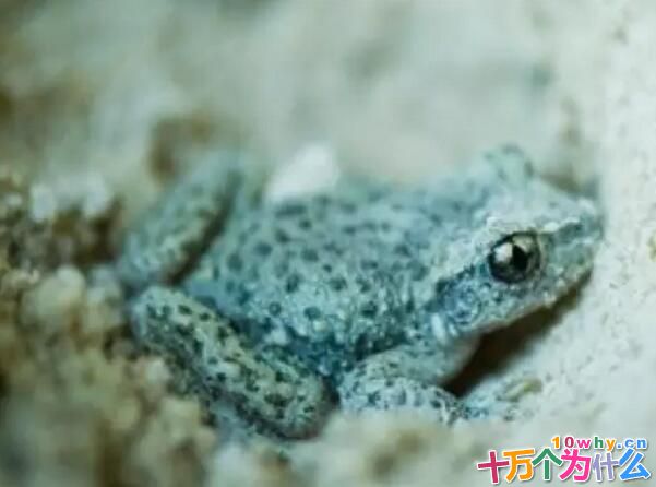 冬天的蛙都到哪里去了