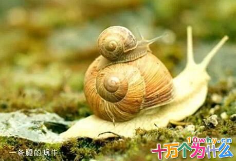 为什么没有三条腿的动物