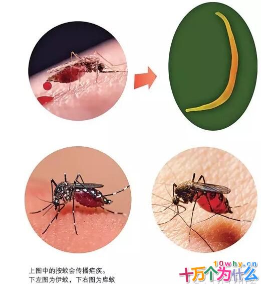 为什么在战争中许多人会被蚊子“咬死”