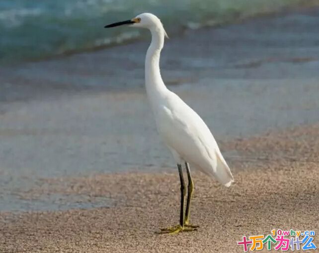 为什么寒冬的白鹭能在水中活动自如