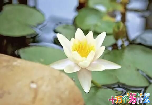 为什么千年的古莲能发芽