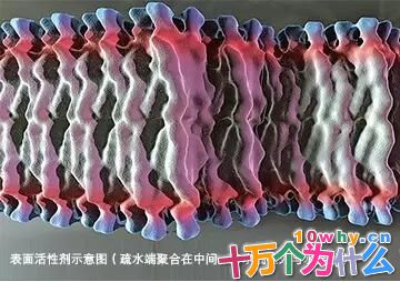 为什么洗碗时加入洗洁精会起泡