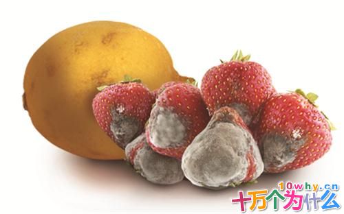 为什么食物放久了会变质