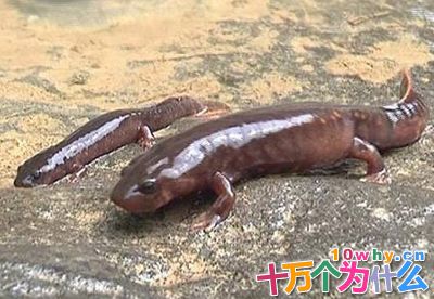 为什么鱼类要登上陆地