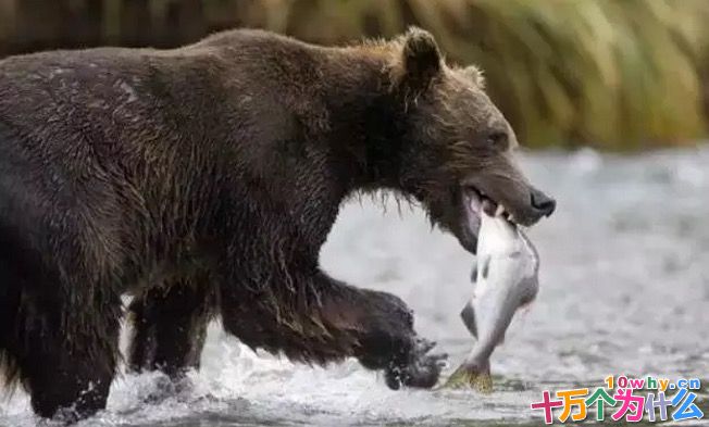 为什么秋天的熊特别贪吃