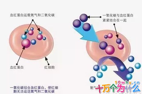 煤气为什么会使人中毒