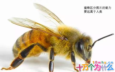 昆虫的运动视力也非常好