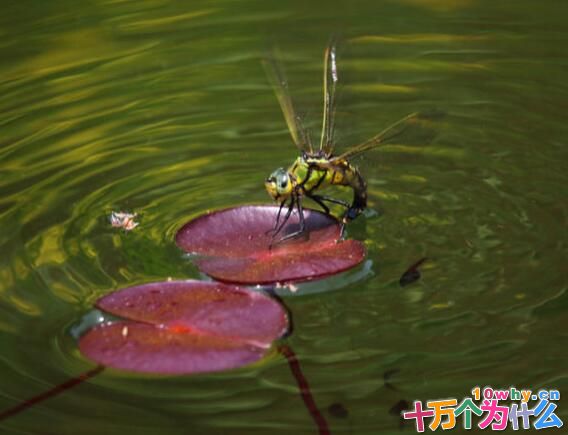 蜻蜓为什么要点水