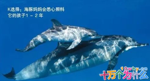 动物的孩子能不能一出生就见到双亲