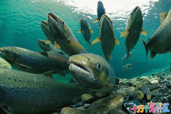 大马哈鱼为什么能找到回家的路