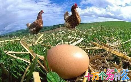 为什么母鸡不交配就能下蛋